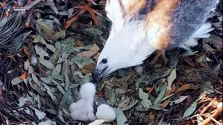 White-bellied Eagle Nestlings and First Meals | Eagle bird