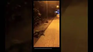 Неопознанное лесное существо. Чупакабра🤫
