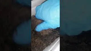 Бегонии на следующий день/отморозились/может  что получится