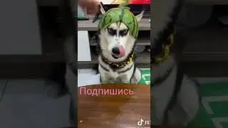 #животные