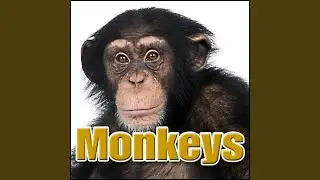 Animal, Monkey - Various Screams, Ape Primates - Monkeys, Chimps, Apes