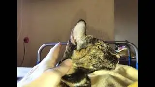 Ориентальная кошка. На расслабоне