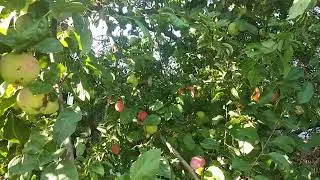 Видеофон 