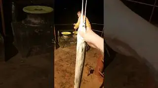 Ловим рыбу Шпалу |Рыбаку откусила палец.