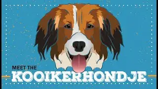Kooikerhondje | CKC Breed Facts & Profile