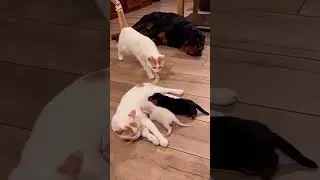 Who invited him? 