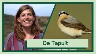 De Tapuit | Uitvogelen met Camilla