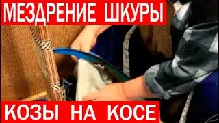 Мездрение шкуры козы на косе. Обработка шкуры