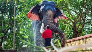 Sivaraju . Kollam Pooram