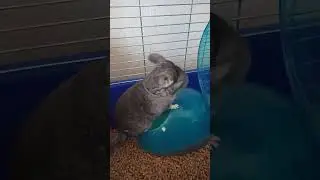 Реакция шиншиллы на наполнитель Animall с мятой 🥬