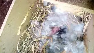 Rabbit nesting box. How to prepare for a rabbit to give birth#rabbitfarming #rabbits #rabbitbreeding