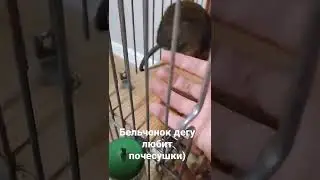 Бельчонок дегу любит почесушки) 