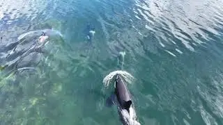 Orca In The Hardangerfjord 24 03 2024