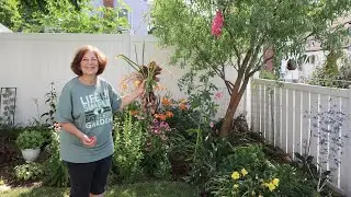 Queens Backyard Garden Tour // Late June 2024 | Ilene's Garden