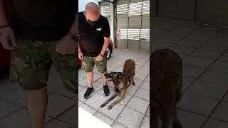 obediencia avanzada con el #jefe #pastorbelga #belgamalinois #malinoislovers #k9 #dog