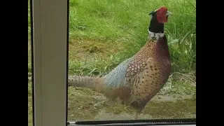 Jeremy & Pivo (2) - dog and pheasant make friends
