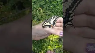 Самая красивая бабочка, которую мы спасли