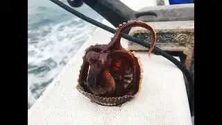 Octopus #shorts