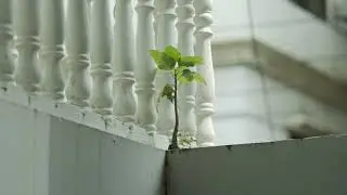 Small Tree No Copyright Stock footage 2k BD Stock Free