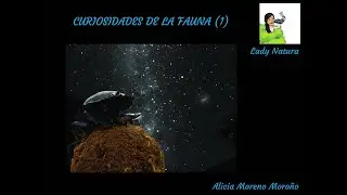 Curiosidades de la fauna (1)