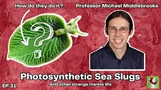 Photosynthetic Sea Slugs, Venomous Cone Snails, and Brilliant Cephalopods with Michael Middlebrooks