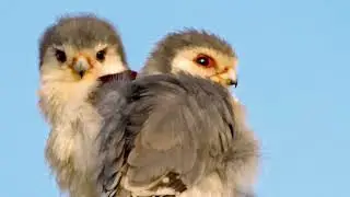 African Pygmy Falcon : Nature's Agile Hunter | Wildlife Documentary