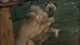 3 ON 1 KANGAL DOG FIGHT
