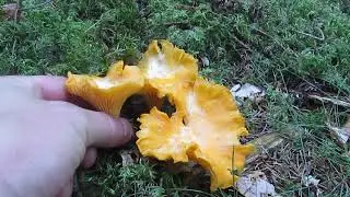 Cantarelo, cogumelo comestível (Cantharellus cibarius)