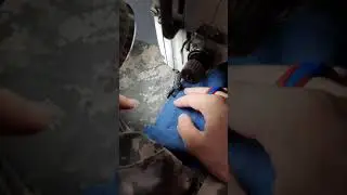 Кастомайзинг шортов.