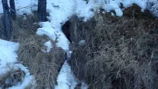 Норка пытается утащить крупного ленка