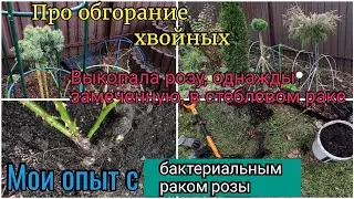 Про обгорание хвойных. Мой опыт с раком розы. бактериальный рак роз