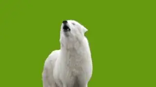 Green Screen Serigala Putih || 4K