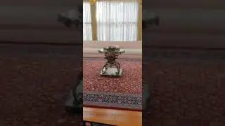 СТАМБУЛ/ ДВОРЕЦ ТОПКАПЫ #jamilaamin #стамбул #топкапы