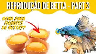 CHEAP AND TOO EASY!! EGG YOLK FOR BETTA FINGERLINGS