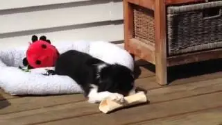 Big boy bone