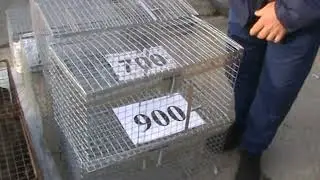 Ярмарка голубей г.Славянск-на-Кубани 17.03.2024г. 1часть