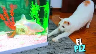 THE FISH