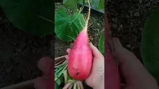 Дайкон 