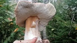 The mushroom wave is accelerating