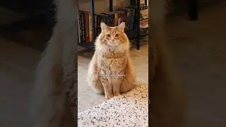 I'm surprised he listened 😅 #cat #cute #cutecat #cat #catcute #animals #funnycats