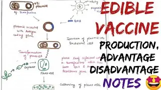Edible Vaccine (production, advantage, disadvantage) #notes #biotechnology