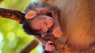 P@@r baby monkey has weak movement & oxygen | Baby Wildlife168