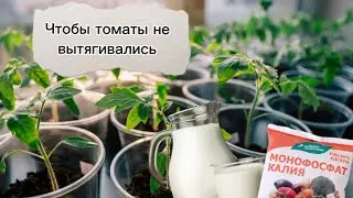 Чтобы томаты не вытягивались🍅 Две мощные подкормки ❗️