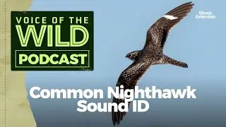 Episode 12: Common Nighthawk – Voice of the Wild