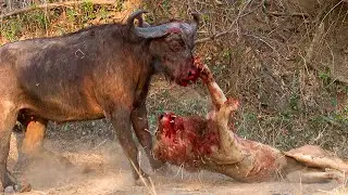 7 Animals That Could Defeat A Lion