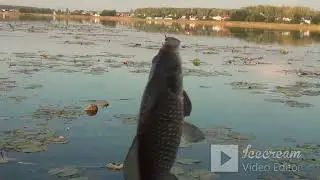 БЕШЕНЫЙ КЛЕВ  КАРАСЕЙ. ЛОВЛЯ на ПОПЛАВОК это КЛАССИКА! Поплавок КРУПНЫМ ПЛАНОМ!