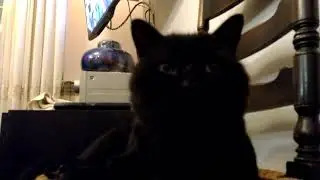 Daily life of a cat