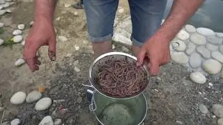 Чем я кормлю своих осетров,карпов и белых амуров