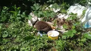 Санитар на пасеке!