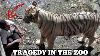Tragedy in the Zoo: Into the Tiger’s Lair 🐅